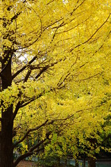 いちょう　紅葉　半分　全面　銀杏