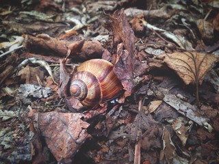 snail on the leafs
