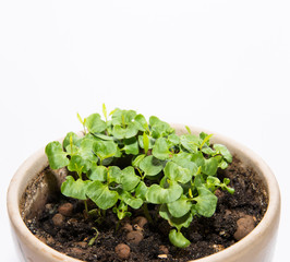 young green shoots for spring seedlings in the garden