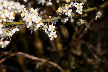 Common Hawthorn flowers Crataegus monogyna flowering in March forming hedgerow to farmland with shallow depth of field 