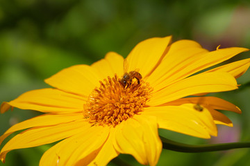 Little bee is collecting nectar