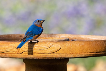 blue bird on a bird bath