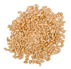 Wheat isolated on white background, top view
