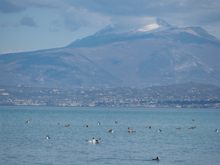 Birds on the lake of Garda (Italy)