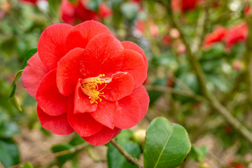 Rote Kamelie (Camellia japonica) im März. Blühende Kamelie. Kamelien im Frühling.