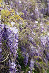 Wisteria violet outdoor.Wisteria purple flowers on a natural background.Wisteria purple brush colors	