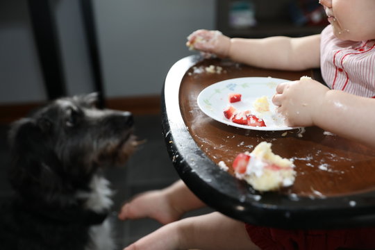 sharing first birthday cake with dog