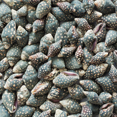 Various sea shells as background