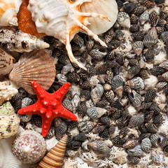 Various sea shells as background