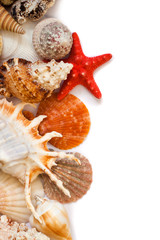 Various sea shells on white background
