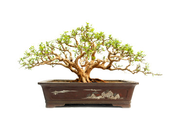 Evergreen bonsai on white