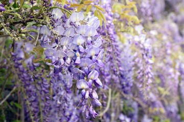 Wisteria violet outdoor.Wisteria purple flowers on a natural background.Wisteria purple brush colors	