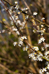 Common Hawthorn flowers Crataegus monogyna flowering in March forming hedgerow to farmland with shallow depth of field 
