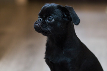 Puppy Petit Brabancon black in color. Little dog. Selective focus