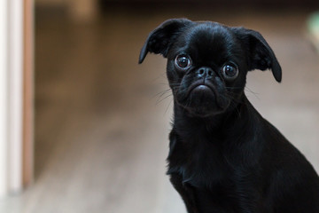 Puppy Petit Brabancon black in color. Little dog. Selective focus.