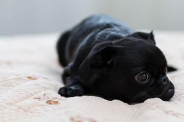 Dog Puppy Petit Brabancon black.  Sad, lonely, sleepy. Selective focus.