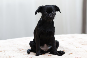 Puppy Petit Brabancon black in color. Little dog. Selective focus