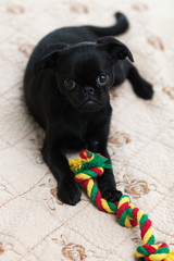 Puppy Petit Brabancon black playing with a toy. Multi-colored rope. Selective focus.