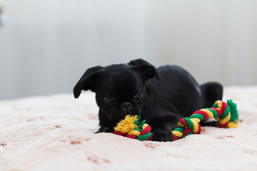 Puppy Petit Brabancon black playing with a toy. Multi-colored rope. Selective focus.