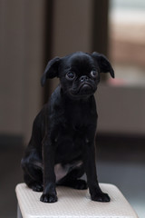 Puppy Petit Brabancon black in color. Little dog. Selective focus