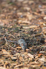 house mouse (Mus musculus) looking for food in urban environment