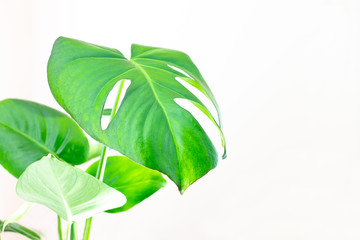 Monstera Deliciosa young houseplant leaf with etheric white background