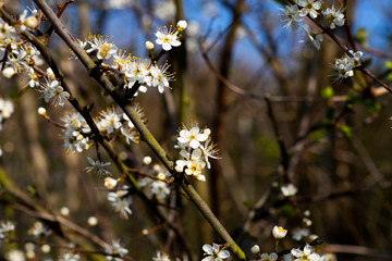 Common Hawthorn flowers Crataegus monogyna flowering in March forming hedgerow to farmland with...