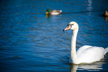 White swan in the foggy lake at the dawn. Morning lights. Romantic background. Beautiful swan. Cygnus. Romance of white swan with clear beautiful landscape