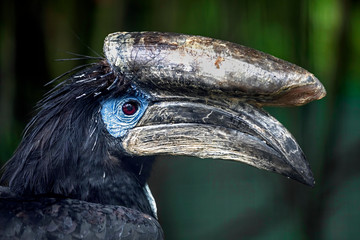 Black-casqued hornbill or black-casqued wattled hornbill . Latin name - Ceratogymna atrata