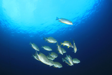 Coral reef and fish underwater 