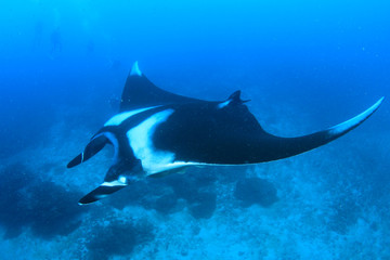 Fototapeta premium Manta Ray 