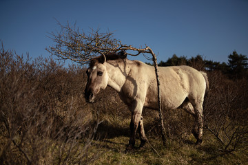 Wildpferd