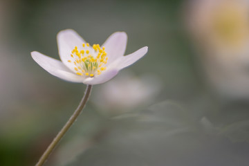 Wood anemones - Anemone Nemorosa - photographed with a vintage lens