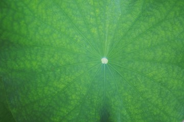 Texture  of lotus leaf. Space for text