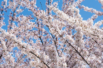 blossom cherry tree branch japanese sakura symbol