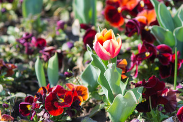 beautiful tulip and various colored flowers springtime image