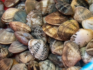 Clams at  fresh seafood market in Hong Kong