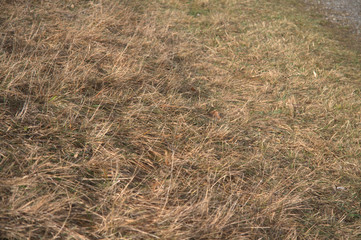 Fototapeta na wymiar grass in winter