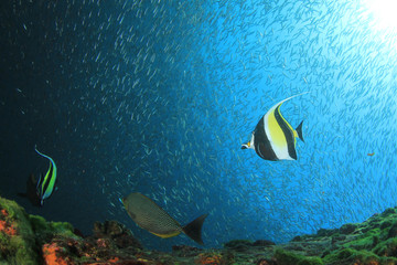 Fototapeta na wymiar Underwater coral reef and fish in ocean 