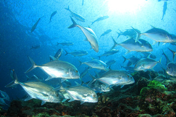 Fototapeta na wymiar Underwater coral reef and fish in ocean 