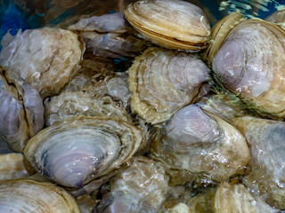Fresh clams at  seafood market in Hong Kong