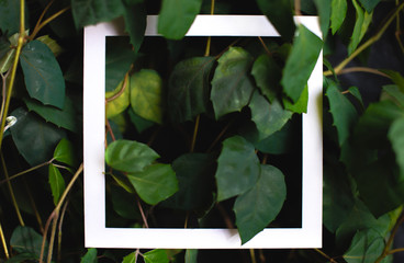 Square frame on the background of green leaves of tropical plants. Postcard on the theme of nature and the environment