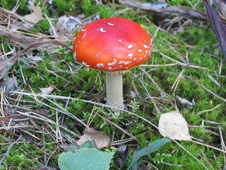 Fly agaric, poisonous fungus with red cap in forest, with green grass, shallow DOF