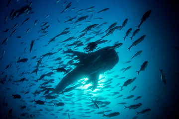 Whale Shark and fish school in Thailand 