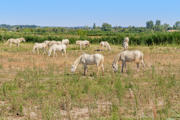 Camargue horses