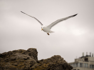 Portrait of seagull flying and looking towards the camera