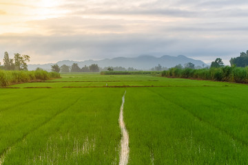 Mountain view landscape of Thailand countryside on morning. Full of green nature. Of trees and rice plots The sun shines through the hills. cloud and fog Water reflection