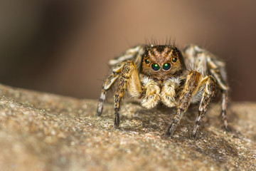 Macro closeup. Hyllus semicupreus Jumping Spider on a rock.