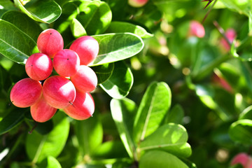 red flower in the garden