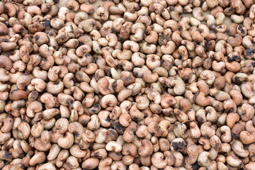 収穫後の天日干し殻付きカシューナッツ